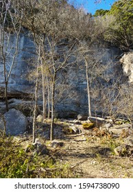 Spindly Straight Trees At The Base Of A Sheer Rock Wall