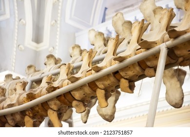 Spine bones of a blue whale, close-up vertebrae in the skeleton