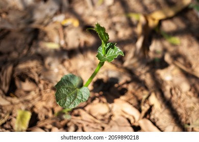 Spine Gourd Plant Organic Farming