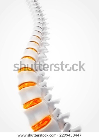 A spine on a white background