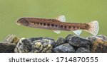 Spined loach (Cobitis taenia) is a freshwater fish in Europe. It is also known as spotted freshwater loach. It is found in oxygen rich water of rivers, brooks and still water.