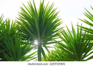 Spineless Yucca (Yucca Elephantipes) is the tallest of the Yuccas. Beautiful leaves of tropical trees close-up against clear sky - Powered by Shutterstock