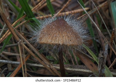 Spinellus Fusiger, Commonly Known As The Bonnet Mold, Is A Species Of Fungus In The Zygomycota Phylum. , An Intresting Photo