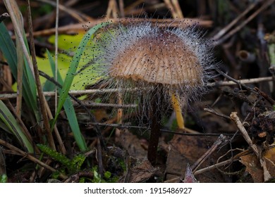 Spinellus Fusiger, Commonly Known As The Bonnet Mold, Is A Species Of Fungus In The Zygomycota Phylum. 