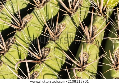 Spines of Saguaro cactus (Carnegiea gigantea),  Tucson, Arizona, USA