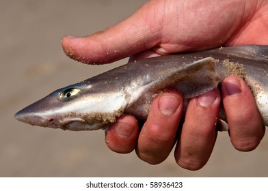 Spiney Dogfish Shark At Broadkill Beach, Delaware