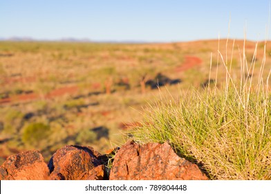 Spinifex In Australian Desert