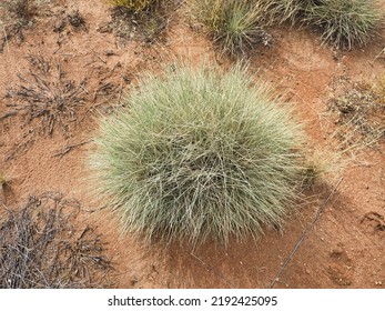 Spinifex Grass In The Australian Outback