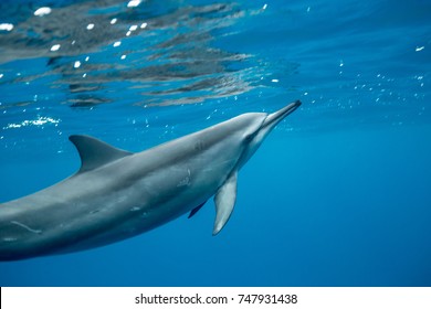 Spinner Dolphin