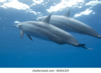 Spinner Dolphin