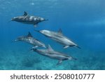 Spinner dolphin close to surface. Marine life in Indian ocean. Dolphins with light stripes. Group of dolphins near the Mauritius coast.