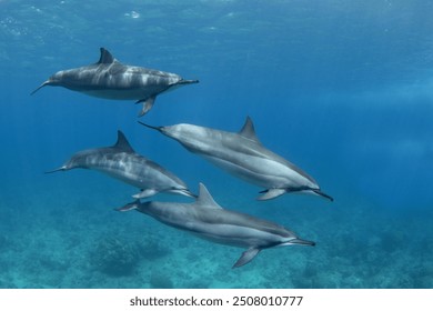 Spinner dolphin close to surface. Marine life in Indian ocean. Dolphins with light stripes. Group of dolphins near the Mauritius coast.