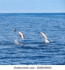 Spinner Dolphin Jumping In Maldives