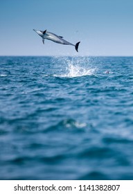 Spinner Dolphin Leaping