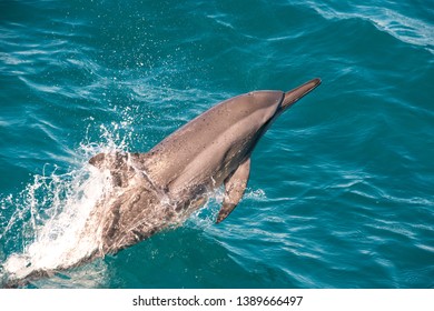 A Spinner Dolphin Leaps From The Water 