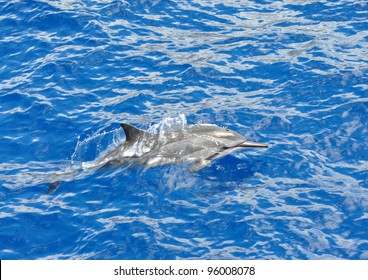 Spinner Dolphin Near Lanai And Maui Islands, Hawaii