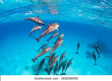 Spinner Dolphin Pod On The Red Sea