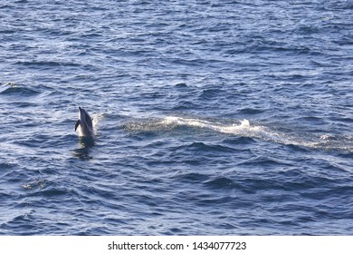 The Spinner Dolphin (Stenella Longirostris)  Is Famous For Its Acrobatic Displays In Which It Spins Along Its Longitudinal Axis As It Leaps Through The Air. The Dolphin Jump And Play On The Ocean.