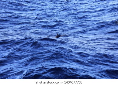 The Spinner Dolphin (Stenella Longirostris)  Is Famous For Its Acrobatic Displays In Which It Spins Along Its Longitudinal Axis As It Leaps Through The Air. The Dolphin Jump And Play On The Ocean.