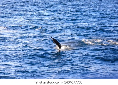 The Spinner Dolphin (Stenella Longirostris)  Is Famous For Its Acrobatic Displays In Which It Spins Along Its Longitudinal Axis As It Leaps Through The Air. The Dolphin Jump And Play On The Ocean.