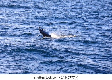 The Spinner Dolphin (Stenella Longirostris)  Is Famous For Its Acrobatic Displays In Which It Spins Along Its Longitudinal Axis As It Leaps Through The Air. The Dolphin Jump And Play On The Ocean.