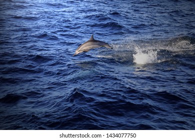 The Spinner Dolphin (Stenella Longirostris)  Is Famous For Its Acrobatic Displays In Which It Spins Along Its Longitudinal Axis As It Leaps Through The Air. The Dolphin Jump And Play On The Ocean.