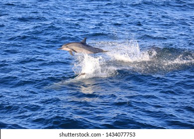 The Spinner Dolphin (Stenella Longirostris)  Is Famous For Its Acrobatic Displays In Which It Spins Along Its Longitudinal Axis As It Leaps Through The Air. The Dolphin Jump And Play On The Ocean.