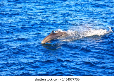 The Spinner Dolphin (Stenella Longirostris)  Is Famous For Its Acrobatic Displays In Which It Spins Along Its Longitudinal Axis As It Leaps Through The Air. The Dolphin Jump And Play On The Ocean.