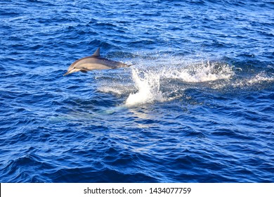 The Spinner Dolphin (Stenella Longirostris)  Is Famous For Its Acrobatic Displays In Which It Spins Along Its Longitudinal Axis As It Leaps Through The Air. The Dolphin Jump And Play On The Ocean.