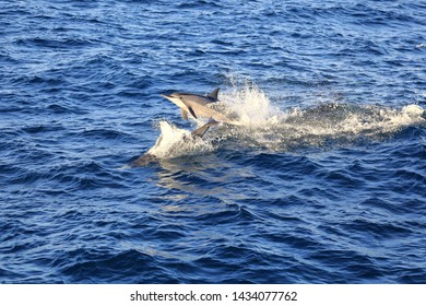 The Spinner Dolphin (Stenella Longirostris)  Is Famous For Its Acrobatic Displays In Which It Spins Along Its Longitudinal Axis As It Leaps Through The Air. The Dolphin Jump And Play On The Ocean.