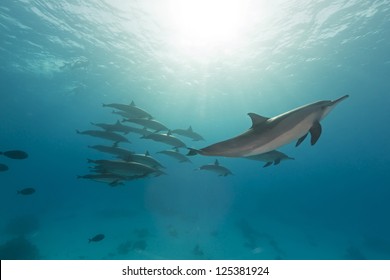 Spinner Dolphin (stenella Longrostris) Pod In Th Red Sea.