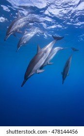 Spinner Dolphins Diving
