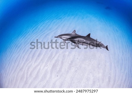 Spinner dolphins glide gracefully through the deep blue Hawaiian waters