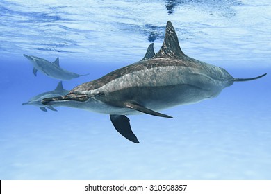 Spinner Dolphins In Nature. 