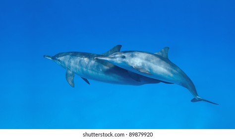 Spinner Dolphins Playing.