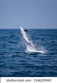 Spinner Dolphins Sri Lanka