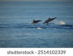 Spinner Dolphins (Stenella longirostris) in the Philippines near Bohol and Balicasag island jumping out of the ocean