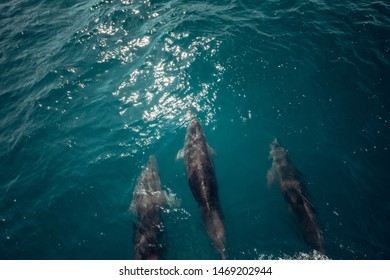 Spinner Dolphins. Three Dolphins Swim In Front Of The Boat. Coastal Paradise. Beautiful Aerial View Of A Dolphin And Sea. Drone Point Of View Of Beach Scenery