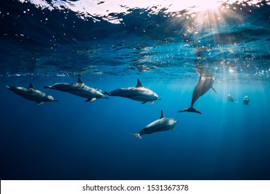 Spinner dolphins underwater in blue ocean. Dolphins family