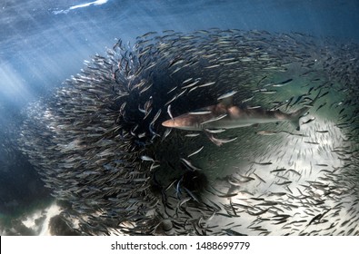 Spinner Shark Feeding On Baitfish, Ningaloo Reef, Western Australia 