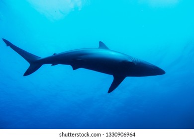 Spinner Shark In Ocean