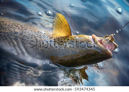 Spinning fishing (lure fishing) trout in lakes of Scandinavia. Brook trout (steelhead rainbow trout, char, bull-trout, cutthroat, lax, Salmo trutta trutta - male) caught on rotating spinner, close up