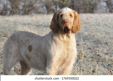 are spinone italiano noisy