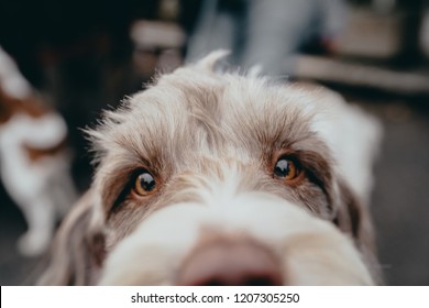 Spinone Italiano white-brown dog playing with the camera.