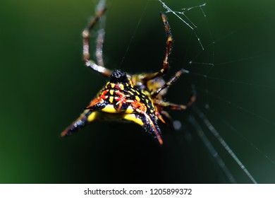 Spiny Back Orb-weaver Spider. So Amazing. Pai, Thailand.