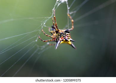 Spiny Back Orb-weaver Spider. So Amazing. Pai, Thailand.