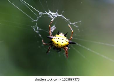 Spiny Back Orb-weaver Spider. So Amazing. Pai, Thailand.