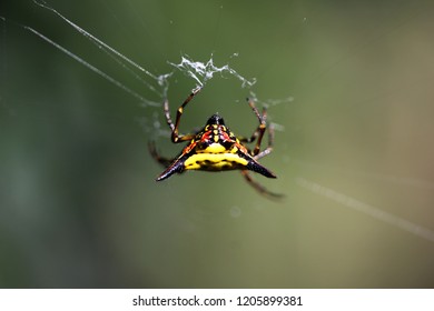 Spiny Back Orb-weaver Spider. So Amazing. Pai, Thailand.