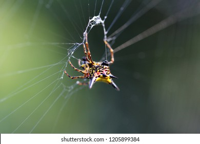 Spiny Back Orb-weaver Spider. So Amazing. Pai, Thailand.