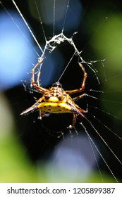 Spiny Back Orb-weaver Spider. So Amazing. Pai, Thailand.